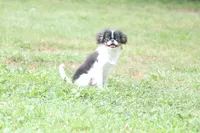 Otis, a male Japanese Chin for sale in Wheaton, MO – 8 of 10