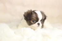 Lucy, a female Japanese Chin for sale in Wheaton, MO – 5 of 9