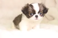 Lucy, a female Japanese Chin for sale in Wheaton, MO – 2 of 9