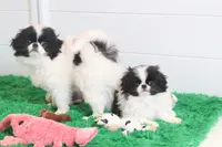 Kobe, a male Japanese Chin for sale in Wheaton, MO – Photo 6 of 7