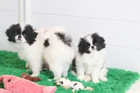 Kobe, a male Japanese Chin for sale in Wheaton, MO – Photo 5 of 7