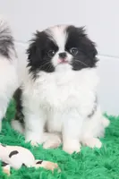 Kobe, a male Japanese Chin for sale in Wheaton, MO – Photo 3 of 7