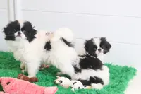 Kobe, a male Japanese Chin for sale in Wheaton, MO – Photo 7 of 7