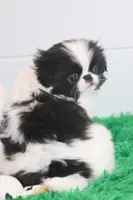 Kobe, a male Japanese Chin for sale in Wheaton, MO – Photo 4 of 7