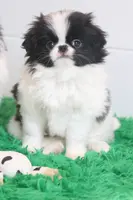 Kobe, a male Japanese Chin for sale in Wheaton, MO – Photo 1 of 7