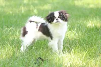 Fancy, a female Japanese Chin for sale in Wheaton, MO – Photo 1 of 8
