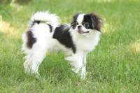 Fancy, a female Japanese Chin for sale in Wheaton, MO – Photo 6 of 8