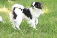 Fancy, a female Japanese Chin for sale in Wheaton, MO – Photo 4 of 8