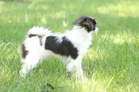Fancy, a female Japanese Chin for sale in Wheaton, MO – Photo 2 of 8