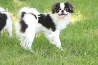 Fancy, a female Japanese Chin for sale in Wheaton, MO – Photo 8 of 8