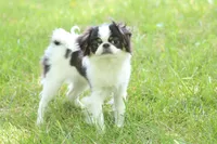 Fancy, a female Japanese Chin for sale in Wheaton, MO – Photo 7 of 8