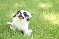 Fancy, a female Japanese Chin for sale in Wheaton, MO – Photo 3 of 8
