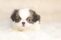 Landry, a female Japanese Chin for sale in Wheaton, MO – 3 of 4