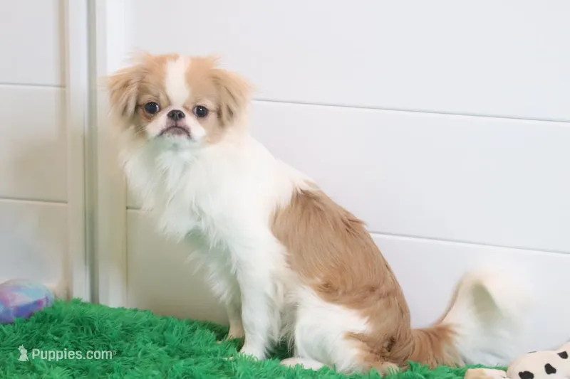 Luke, a male Japanese Chin for sale in Wheaton, MO – Photo 1 of 5