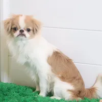 Luke, a male Japanese Chin for sale in Wheaton, MO – Photo 1 of 5