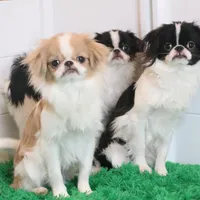 Luke, a male Japanese Chin for sale in Wheaton, MO – Photo 4 of 5