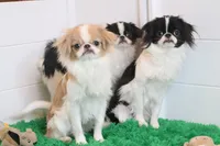 Luke, a male Japanese Chin for sale in Wheaton, MO – Photo 4 of 5