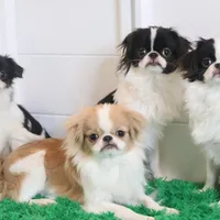 Luke, a male Japanese Chin for sale in Wheaton, MO – Photo 5 of 5