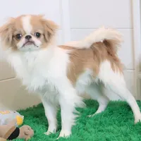 Luke, a male Japanese Chin for sale in Wheaton, MO – Photo 2 of 5