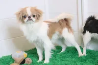 Luke, a male Japanese Chin for sale in Wheaton, MO – Photo 2 of 5