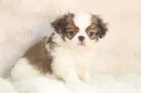 Franklin, a male Japanese Chin for sale in Wheaton, MO – 5 of 9