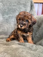 Brody, a male Poodle - Toy  for sale in Irvington, KY – 4 of 6