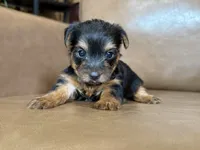 Beau, a male Yorkshire Terrier for sale in Irvington, KY – 3 of 10