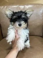 Yarrow, a male Yorkshire Terrier for sale in Irvington, KY – 1 of 6