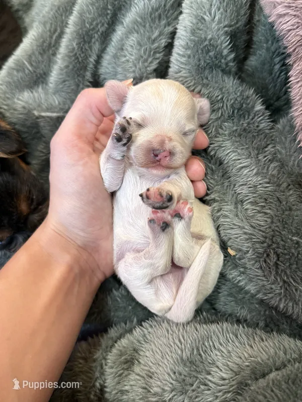 Theodore – Maltipoo puppy for sale in Irvington, KY
