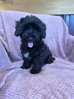 SALE!! Paisley , a female Yorkipoo for sale in Irvington, KY – 2 of 8