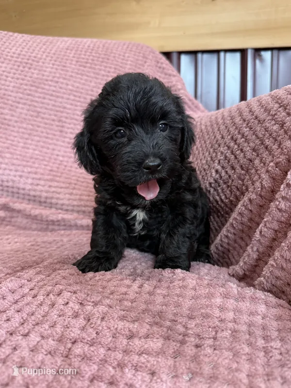 Paisley – Yorkipoo puppy for sale in Irvington, KY