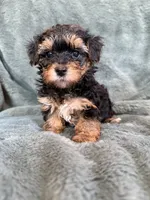 Mateo, a male Yorkipoo for sale in Irvington, KY – 4 of 7