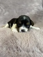Stella, a female Yorkshire Terrier for sale in Irvington, KY – 2 of 4