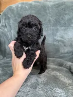 Black boy, a male Poodle - Toy  for sale in Irvington, KY – 4 of 10