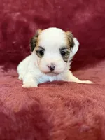 Cricket, a female Morkie for sale in Irvington, KY – Photo 3 of 7