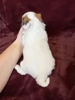 Cricket, a female Morkie for sale in Irvington, KY – Photo 7 of 7