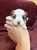 Cricket, a female Morkie for sale in Irvington, KY – Photo 2 of 7