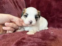 Cricket, a female Morkie for sale in Irvington, KY – Photo 6 of 7
