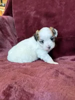 Cricket, a female Morkie for sale in Irvington, KY – Photo 5 of 7