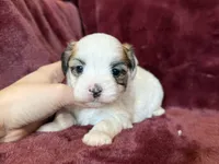 Cricket, a female Morkie for sale in Irvington, KY – Photo 4 of 7