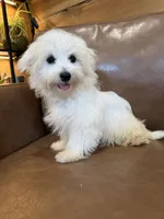 Hazel, a female Maltese for sale in Irvington, KY – 9 of 10