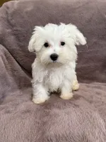 Hannah, a female Maltese for sale in Irvington, KY – 3 of 10