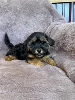 Pixie, a female Yorkipoo for sale in Irvington, KY – 8 of 10