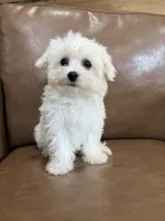 Henny, a female Maltese for sale in Irvington, KY – 2 of 10
