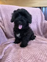 SALE!! Paisley , a female Yorkipoo for sale in Irvington, KY – 5 of 8