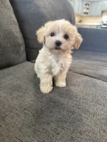 Dewdrop, a male Maltipoo for sale in Irvington, KY – 8 of 10