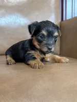 Beau, a male Yorkshire Terrier for sale in Irvington, KY – 2 of 10