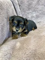 Dandelion, a female Yorkshire Terrier for sale in Irvington, KY – 9 of 9