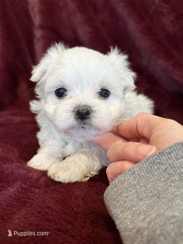 Helen – Maltese puppy for sale in Irvington, KY