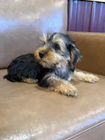 Apollo, a male Yorkshire Terrier for sale in Irvington, KY – 6 of 10